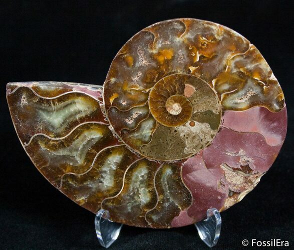 Inch Polished Madagascar Ammonite (Half) #2390